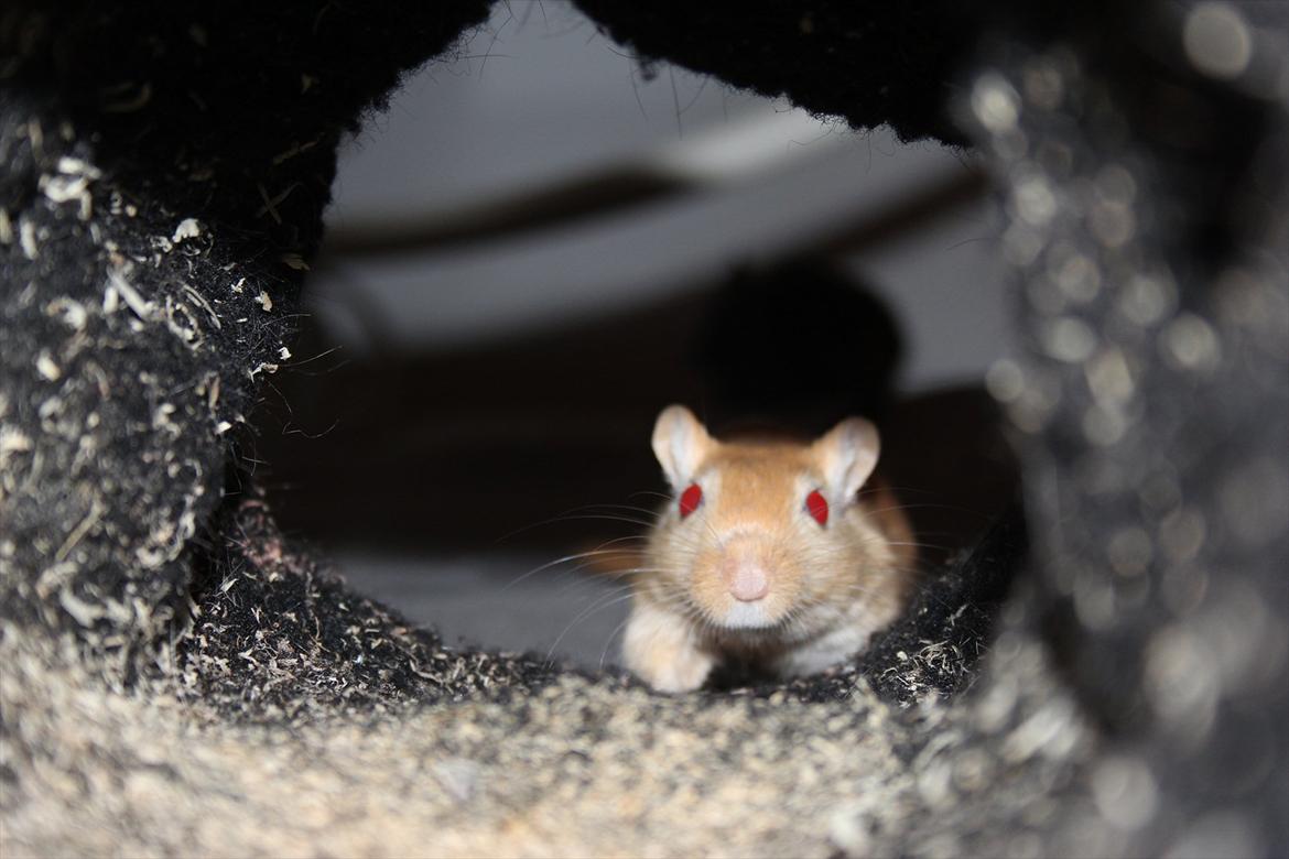 Ørkenrotte Guldlok (R.I.P) - TUNNEEEEEEL!! :-D billede 7