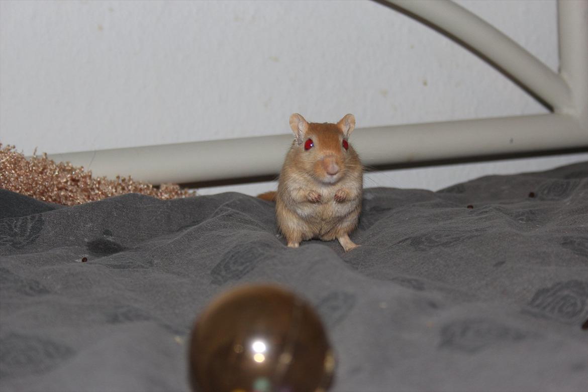 Ørkenrotte Guldlok (R.I.P) - tykke :-) billede 10