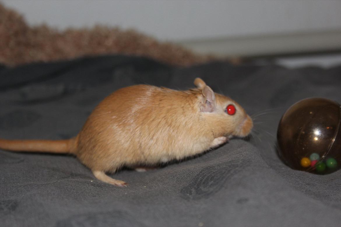 Ørkenrotte Guldlok (R.I.P) - ligger på lur efter bolden! :-P billede 11