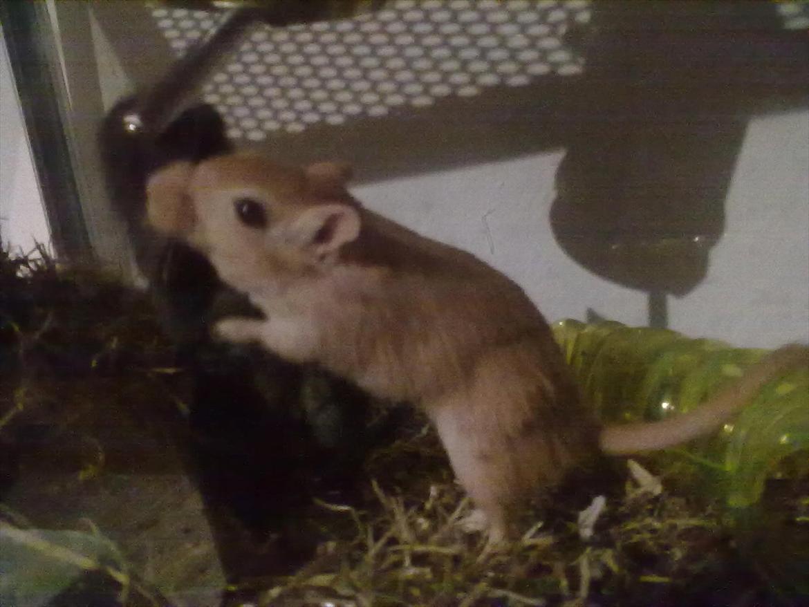 Ørkenrotte Guldlok (R.I.P) billede 12