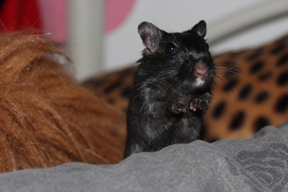 Ørkenrotte Kiara (R.I.P) - velkommen til Kiara! :-) billede 1