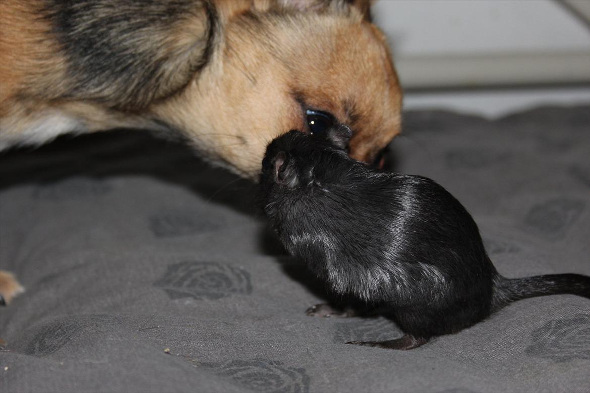 Ørkenrotte Kiara (R.I.P) - Kiara snakker med min søsters hund. billede 2