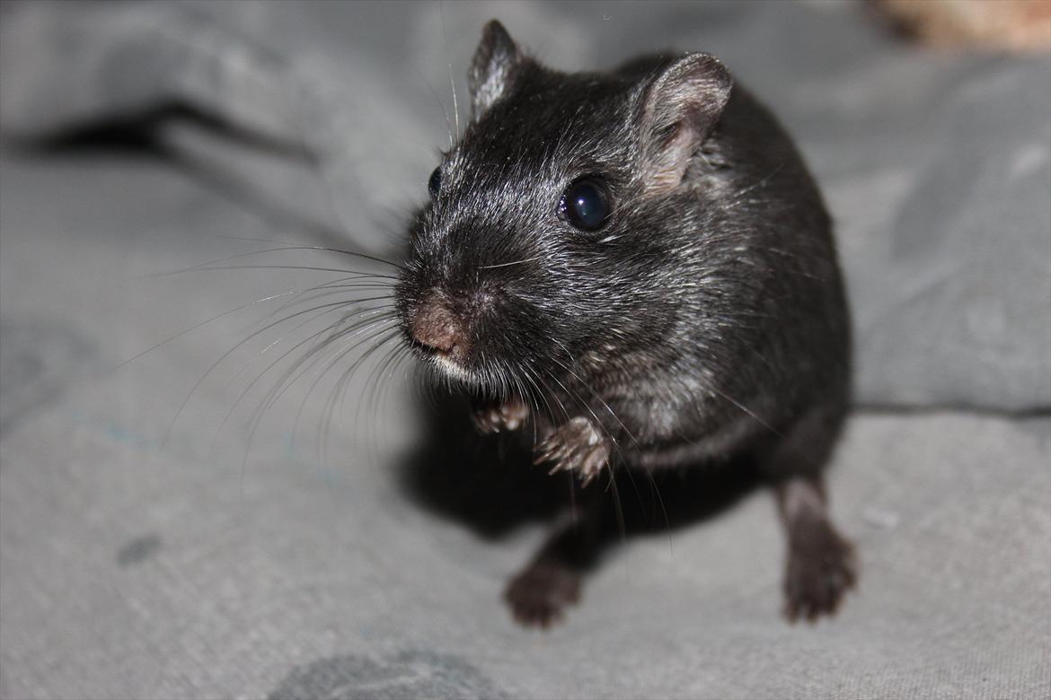 Ørkenrotte Kiara (R.I.P) - goddag :-) billede 3