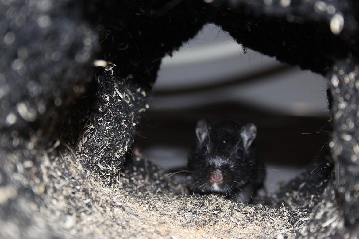 Ørkenrotte Kiara (R.I.P) - inde i deres legetunnel. :-) billede 4