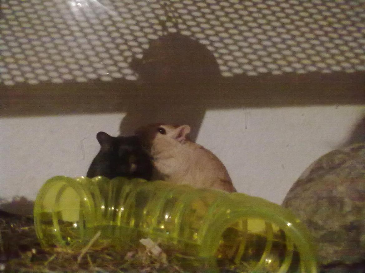 Ørkenrotte Kiara (R.I.P) - Kiara og hendes søster. billede 5