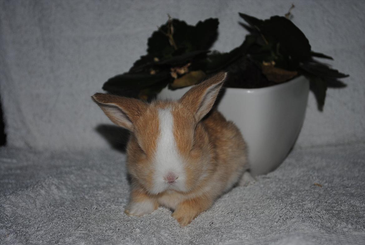 Kanin Winds Just Like Beauty billede 7