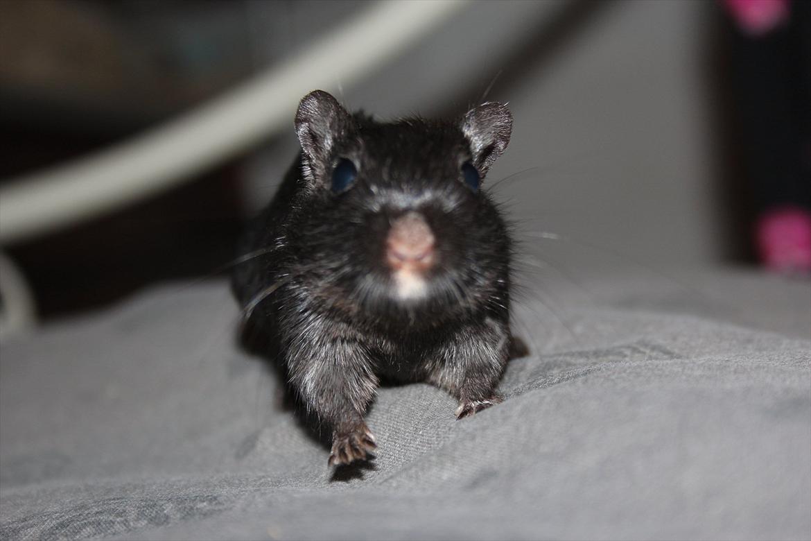 Ørkenrotte Kiara (R.I.P) - Kiara er meget nysgerrig over hvad kameraet mon er for noget :-D billede 6