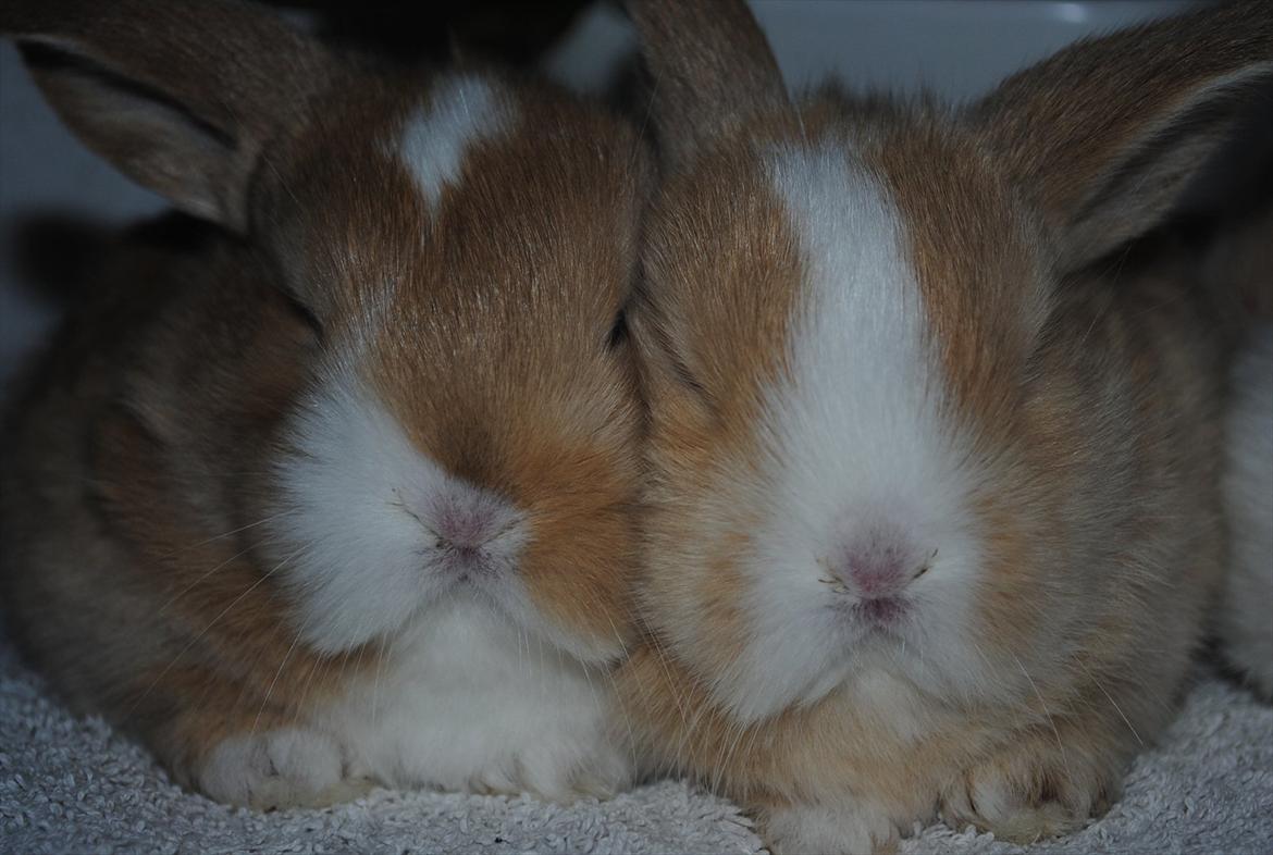 Kanin Winds Just Like Beauty billede 6