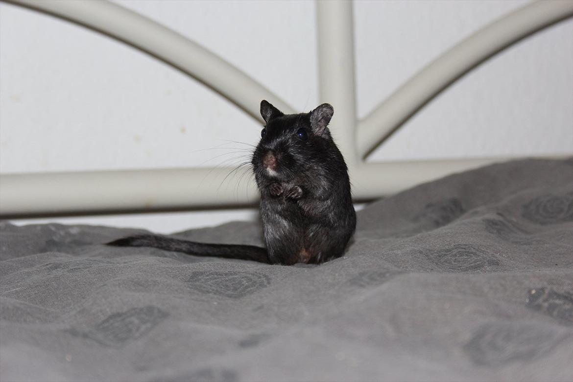 Ørkenrotte Kiara (R.I.P) - hej tykke :-D billede 7