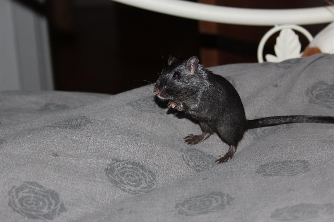 Ørkenrotte Kiara (R.I.P) billede 9