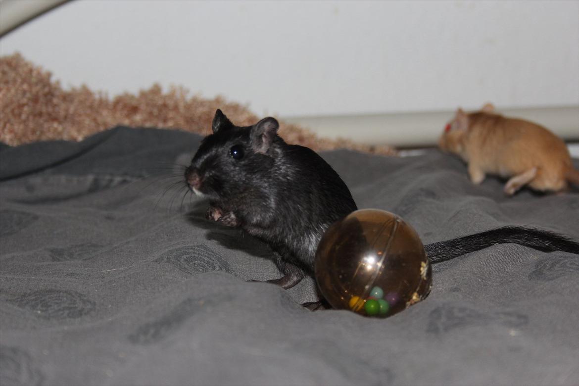 Ørkenrotte Kiara (R.I.P) - Kiara med hendes bold. Guldlok løber i baggrunden. :-P billede 10