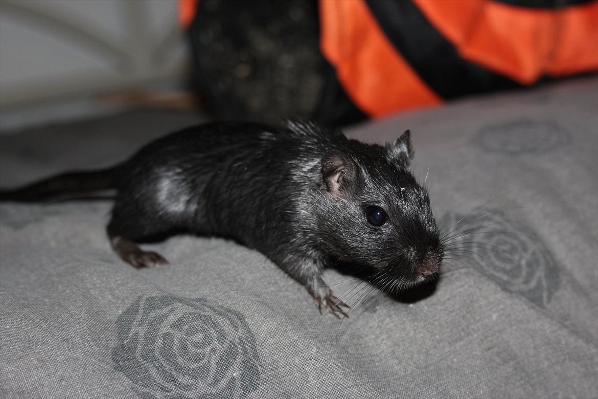 Ørkenrotte Kiara (R.I.P) billede 11