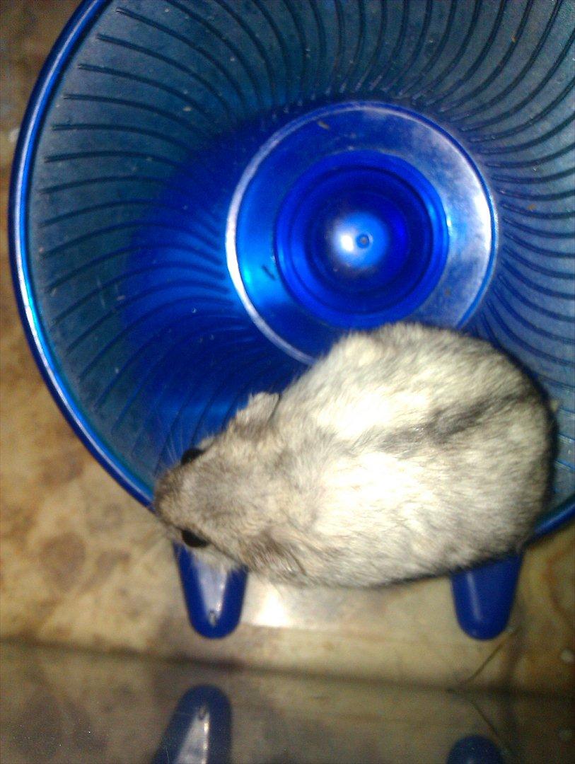 Dværghamster Silver - Billede 1: Silver på sit elskede hjul billede 1