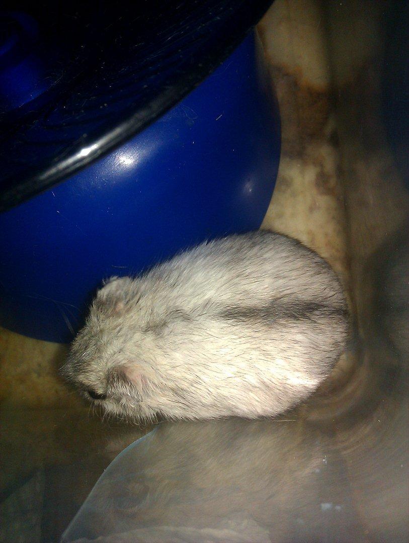 Dværghamster Silver - Billede 2 billede 2