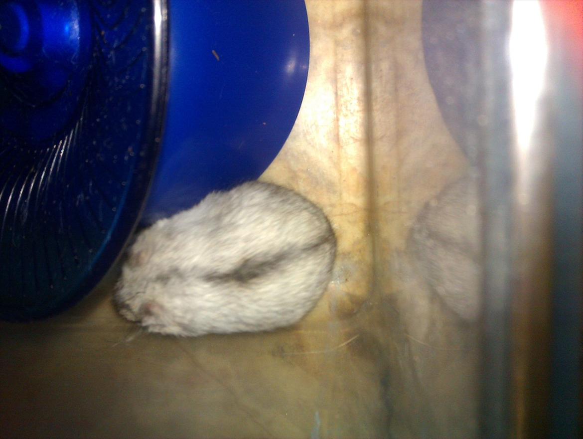 Dværghamster Silver - Billede 3 billede 3