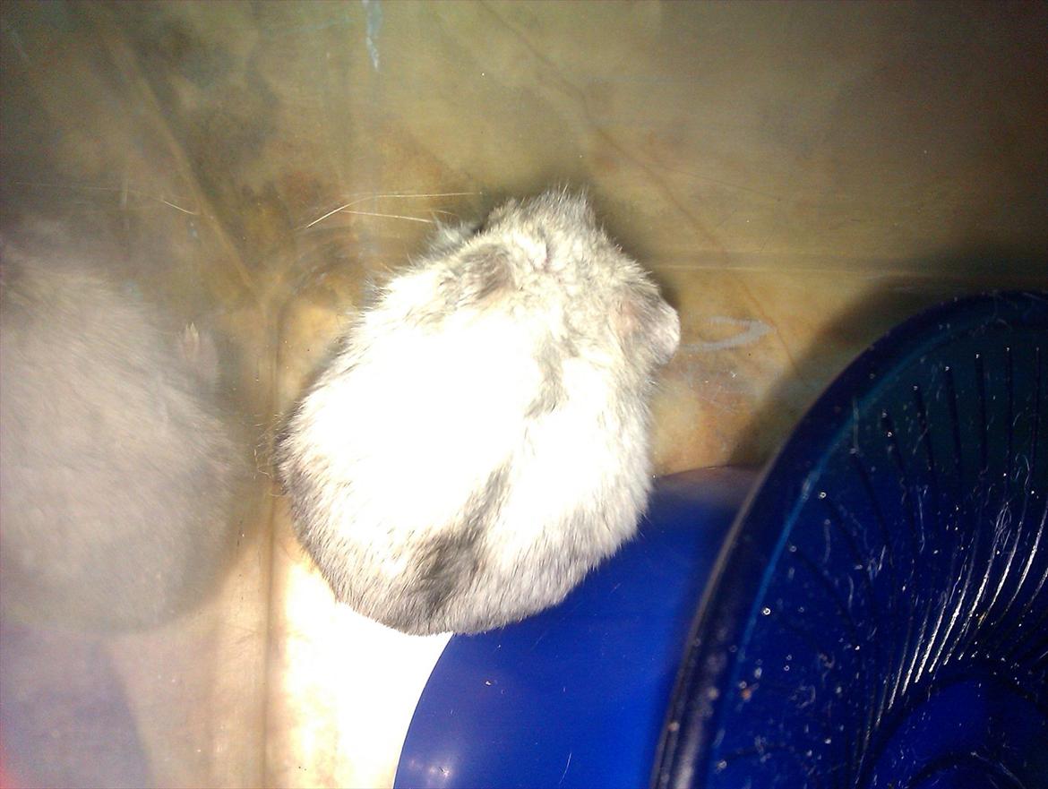 Dværghamster Silver - Billede 4 billede 4