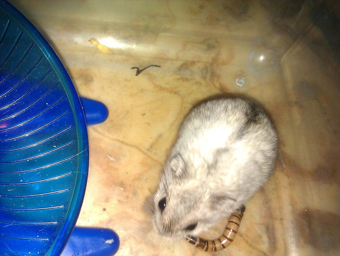 Dværghamster Silver - Billede 1: Silver har dræbt en melorm :P billede 5