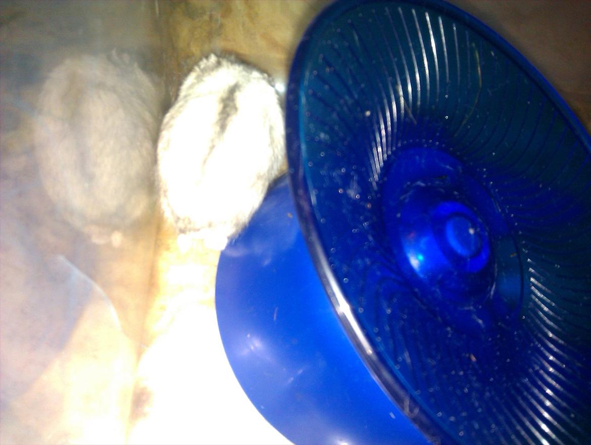 Dværghamster Silver - Billede 5 billede 6