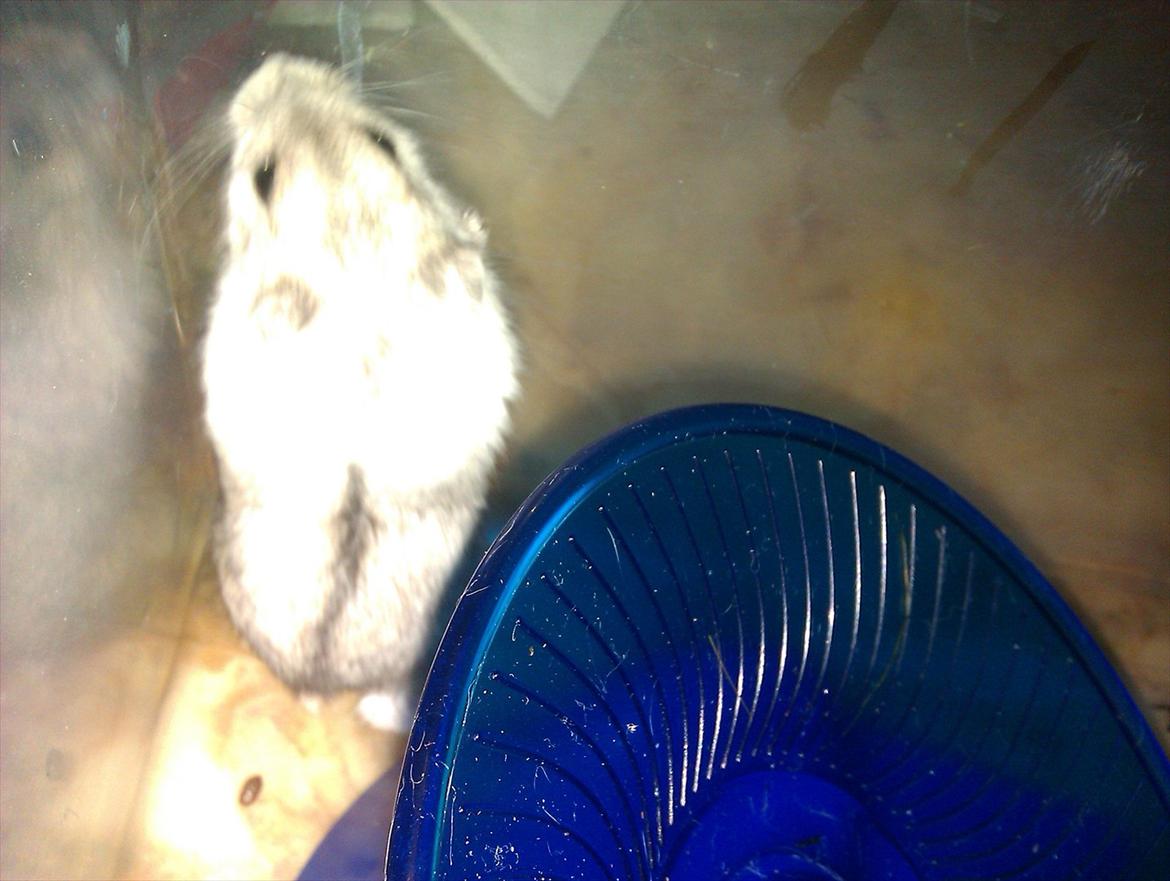 Dværghamster Silver - Billede 7 billede 7