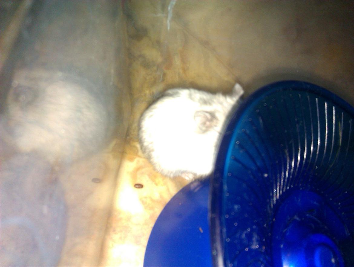 Dværghamster Silver - Billede 8 billede 8