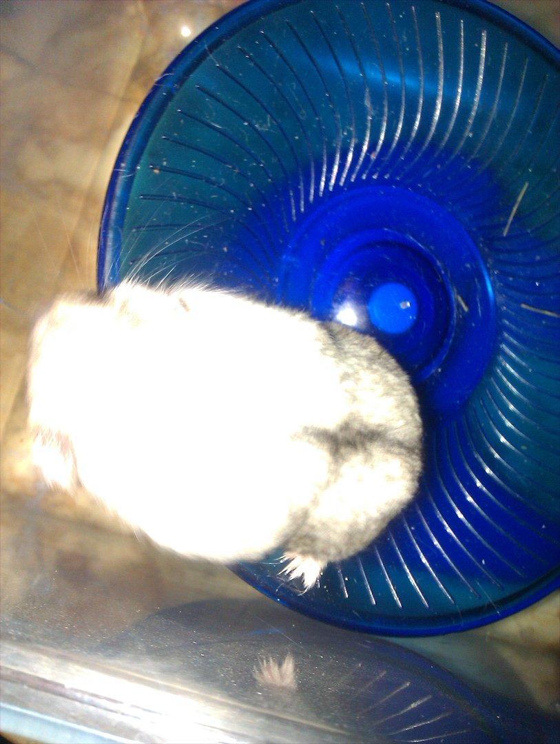 Dværghamster Silver - Billede 9 billede 9