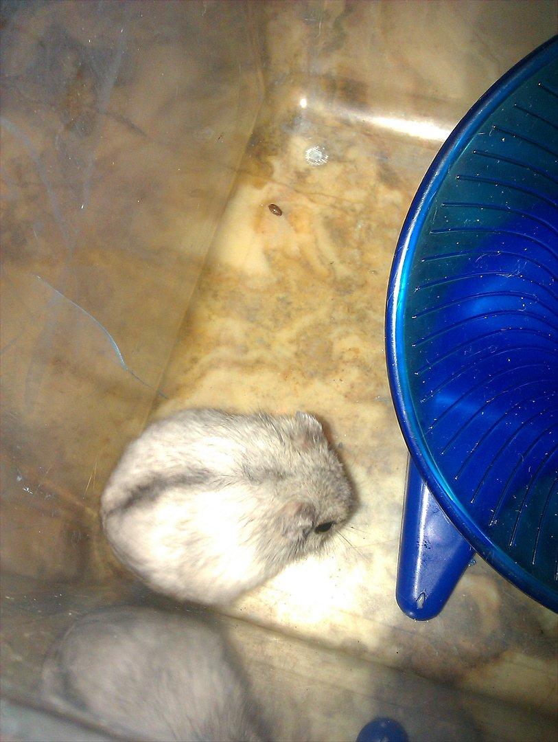 Dværghamster Silver - Billede 10 billede 10