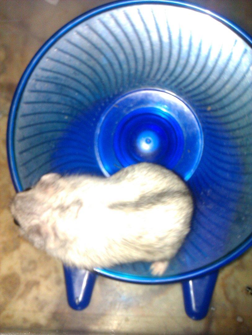 Dværghamster Silver - Billede 11: Silver på sit elskede hjul billede 11
