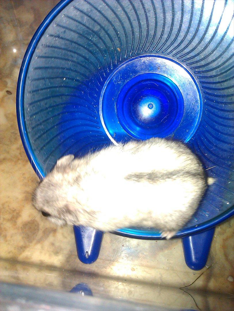 Dværghamster Silver - Billede 12: Silver på sit elskede hjul billede 12