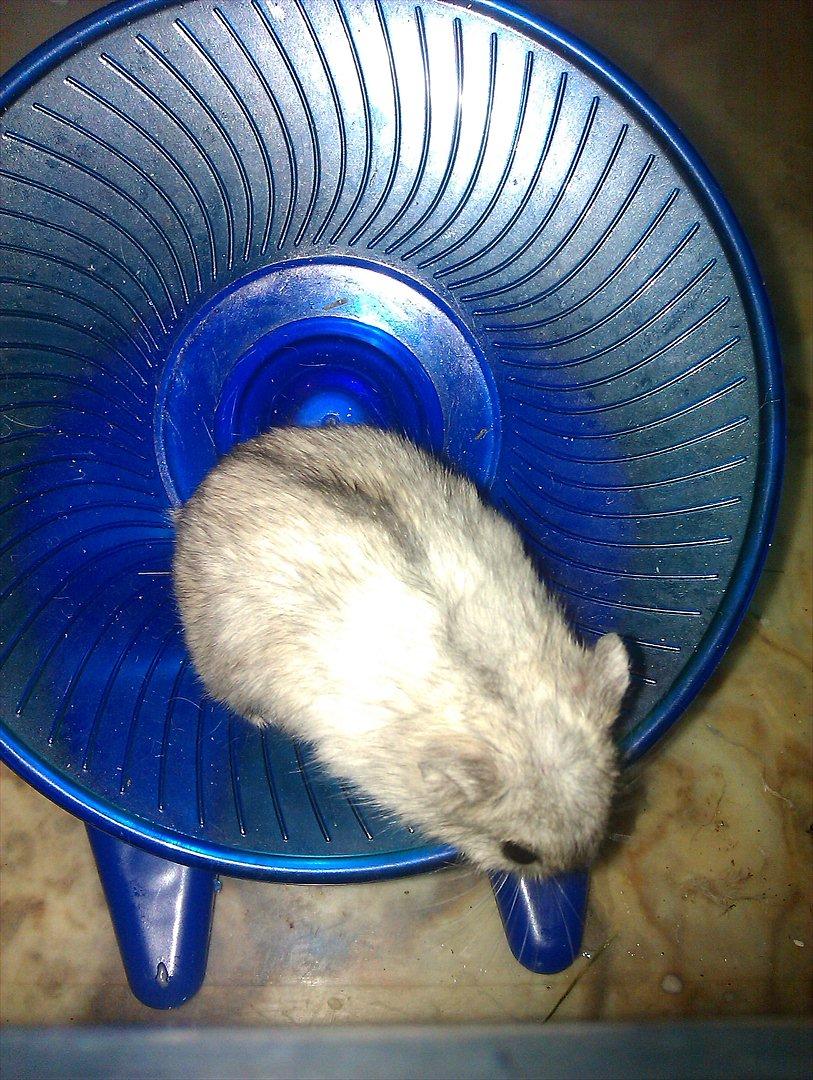 Dværghamster Silver - Billede 13: Silver på sit elskede hjul billede 13