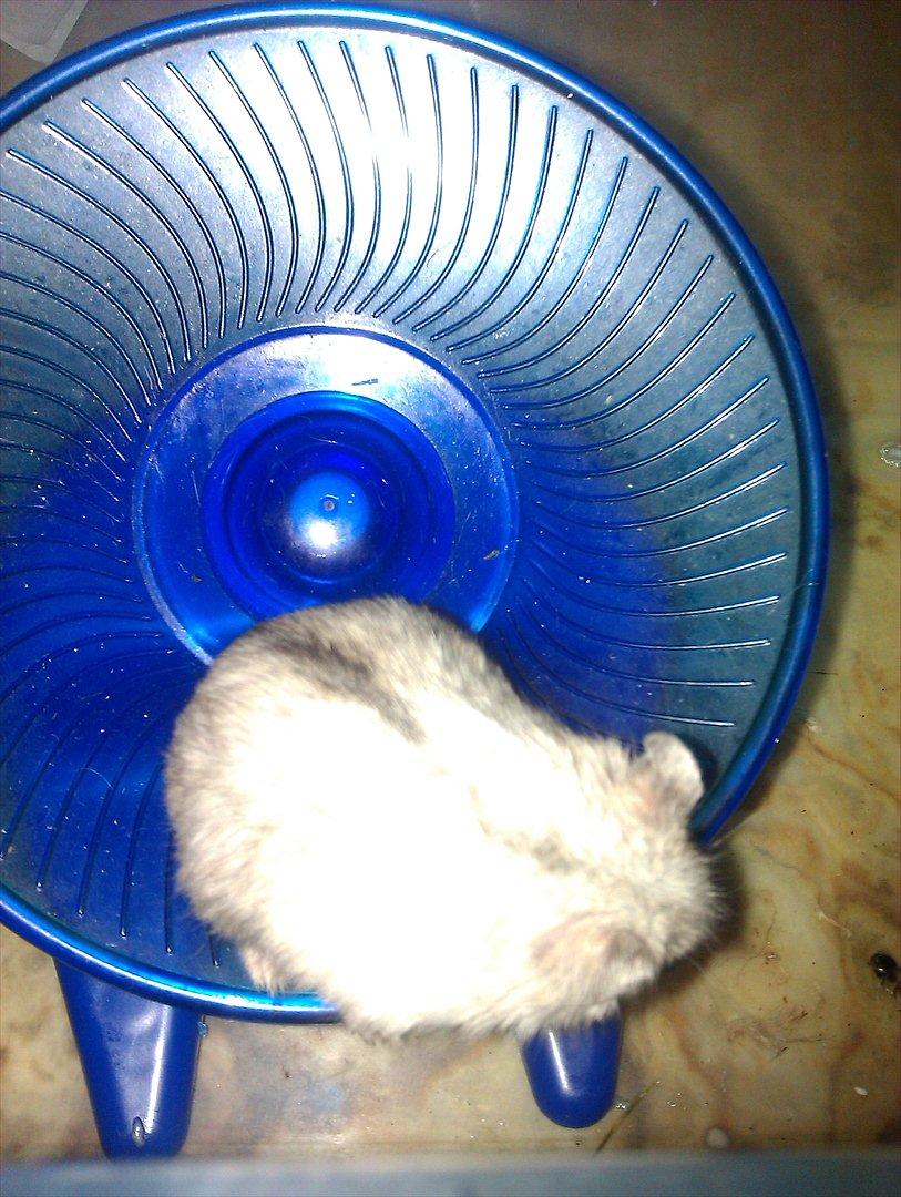 Dværghamster Silver - Billede 14: Silver på sit elskede hjul billede 14