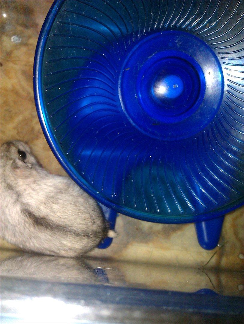 Dværghamster Silver - Billede 15 billede 15