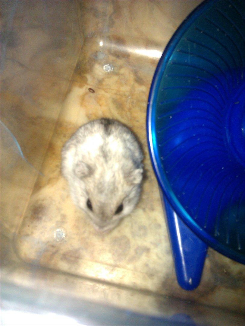 Dværghamster Silver - Billede 16 billede 16