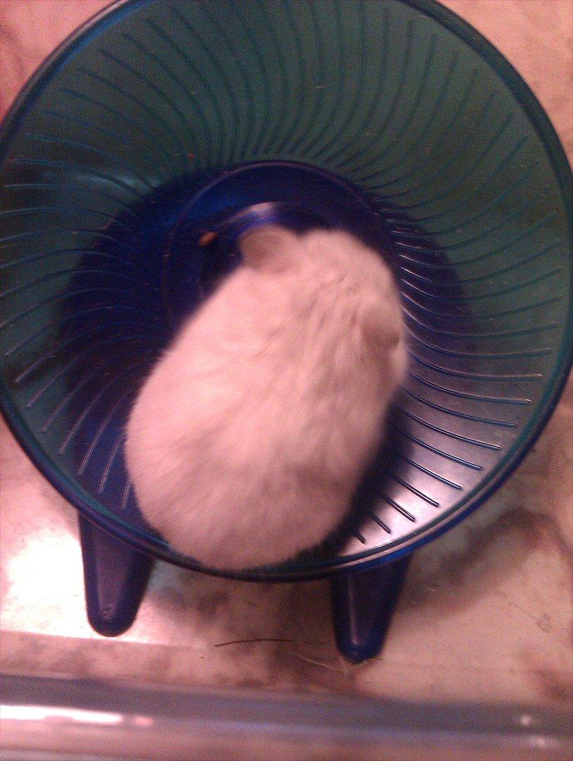 Dværghamster Snowie - Billede 1: Snowie i hendes ynglings hjul :) billede 1