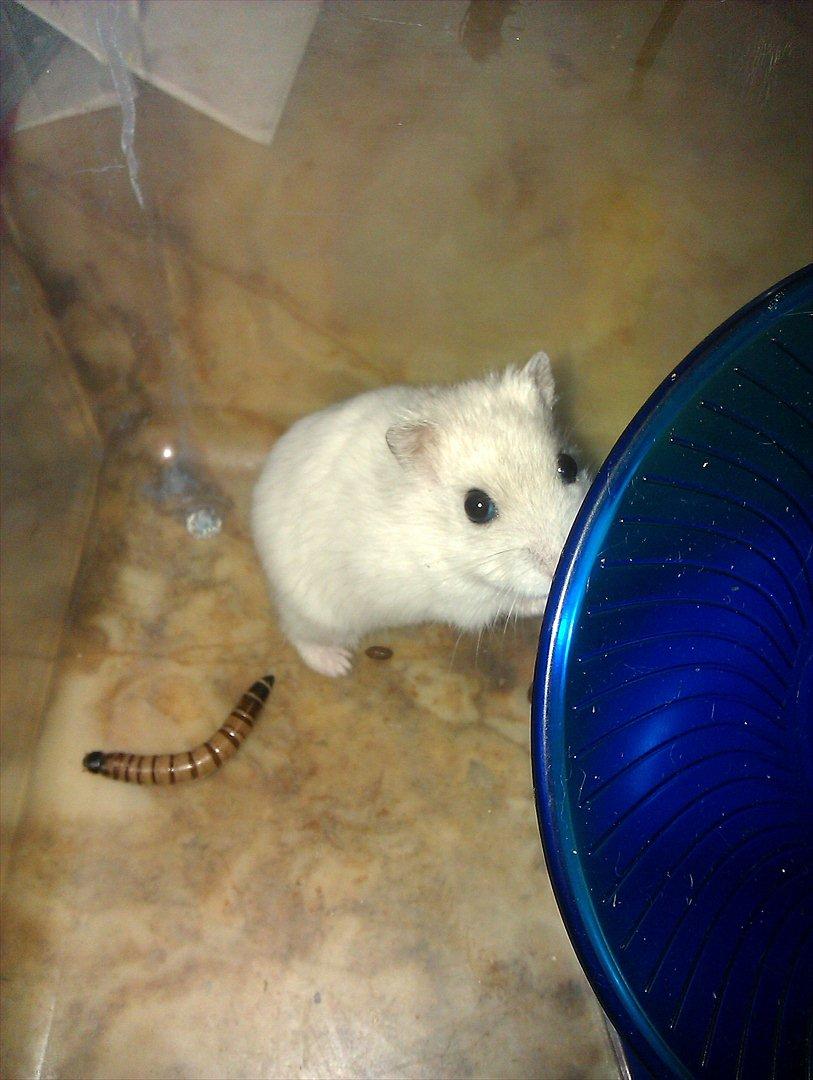 Dværghamster Snowie - Billede 2 billede 2