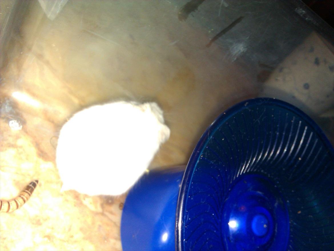 Dværghamster Snowie - Billede 3 billede 3