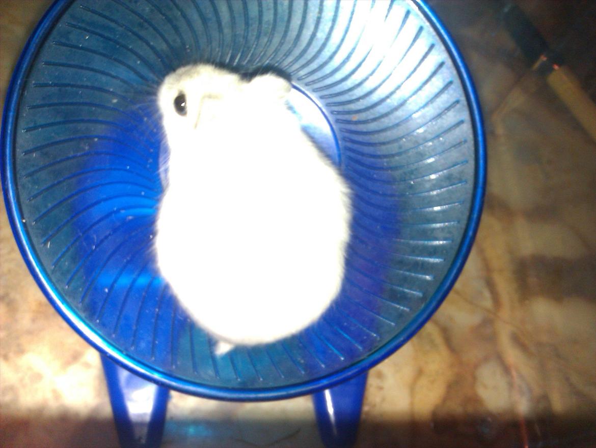 Dværghamster Snowie - Billede 4: Snowie i hendes ynglings hjul :) billede 4