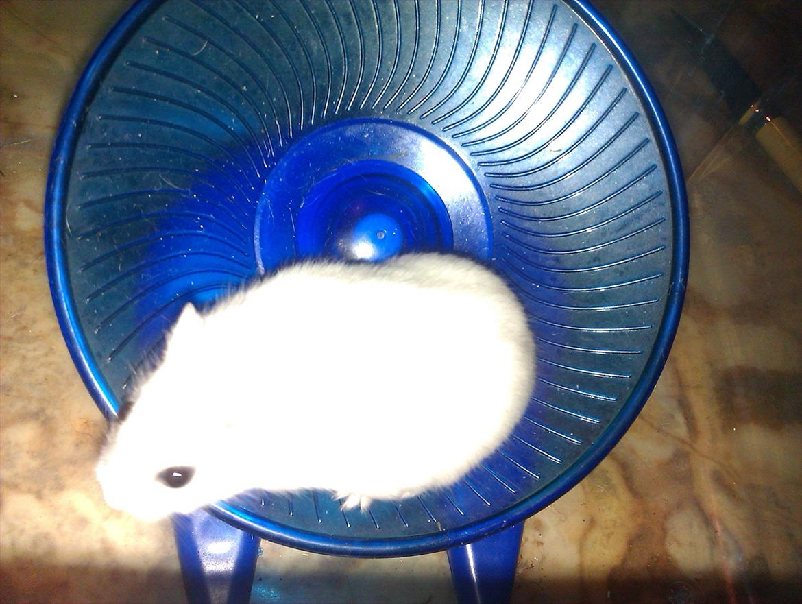 Dværghamster Snowie - Billede 5: Snowie i hendes ynglings hjul :) billede 5