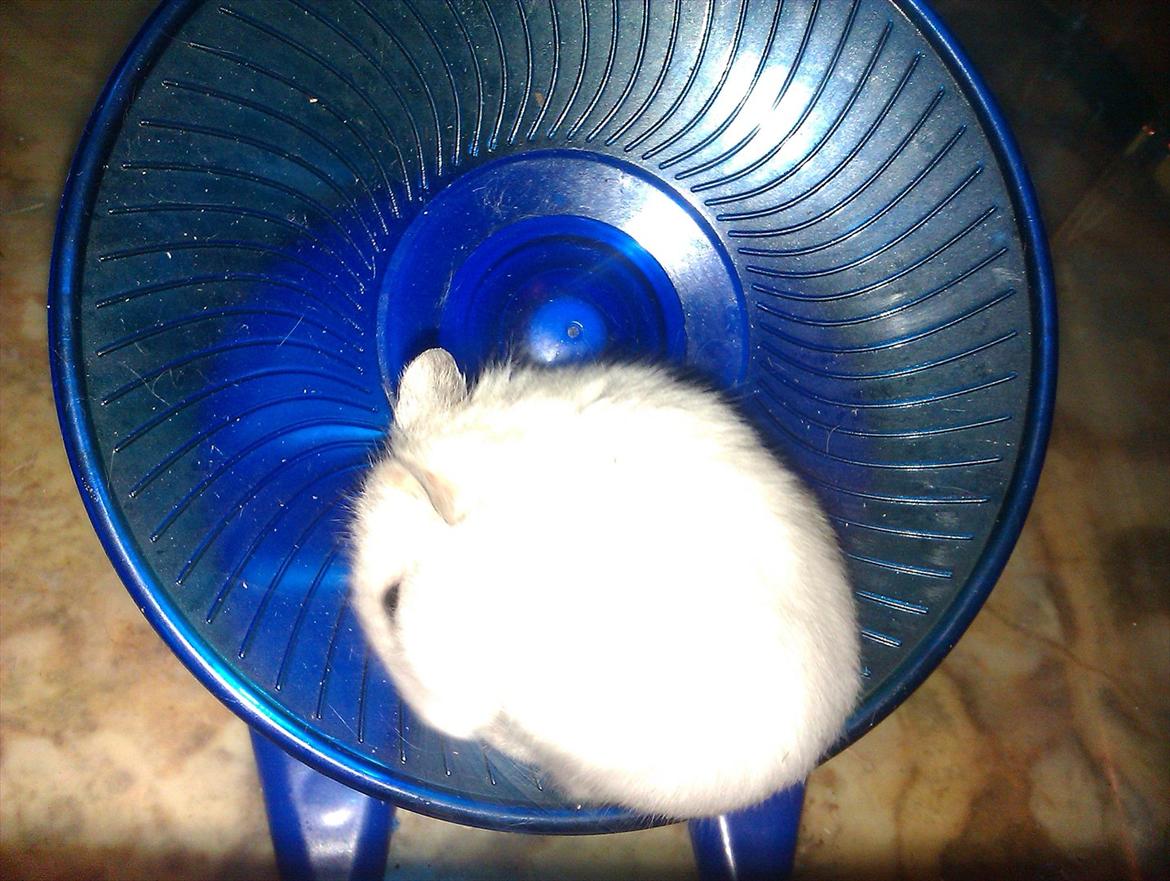 Dværghamster Snowie - Billede 6: Snowie i hendes ynglings hjul :) billede 6