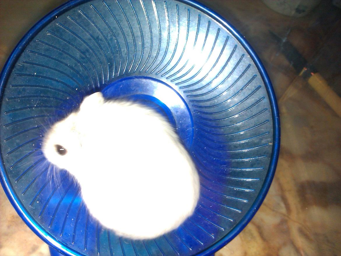 Dværghamster Snowie - Billede 7: Snowie i hendes ynglings hjul :) billede 7