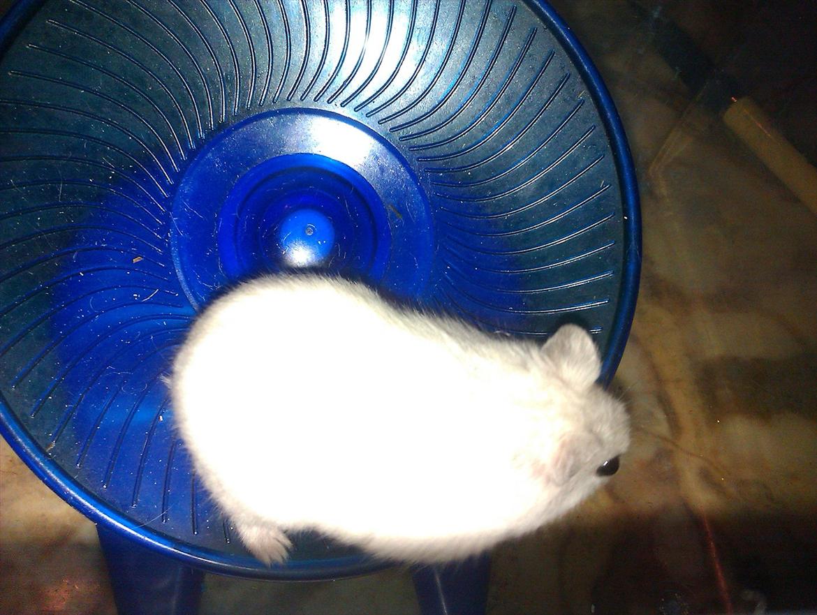 Dværghamster Snowie - Billede 8: Snowie i hendes ynglings hjul :) billede 8