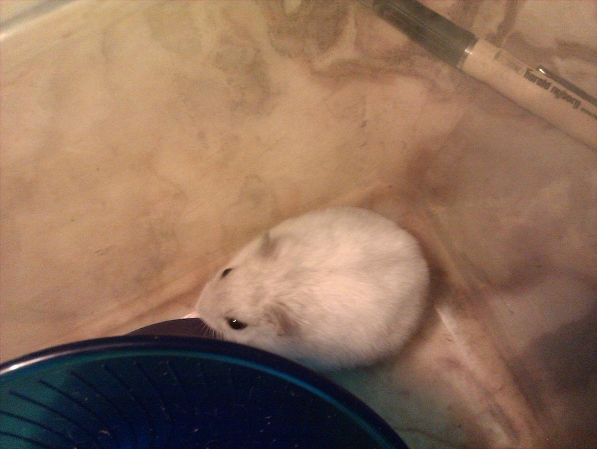 Dværghamster Snowie - Billede 9 billede 9