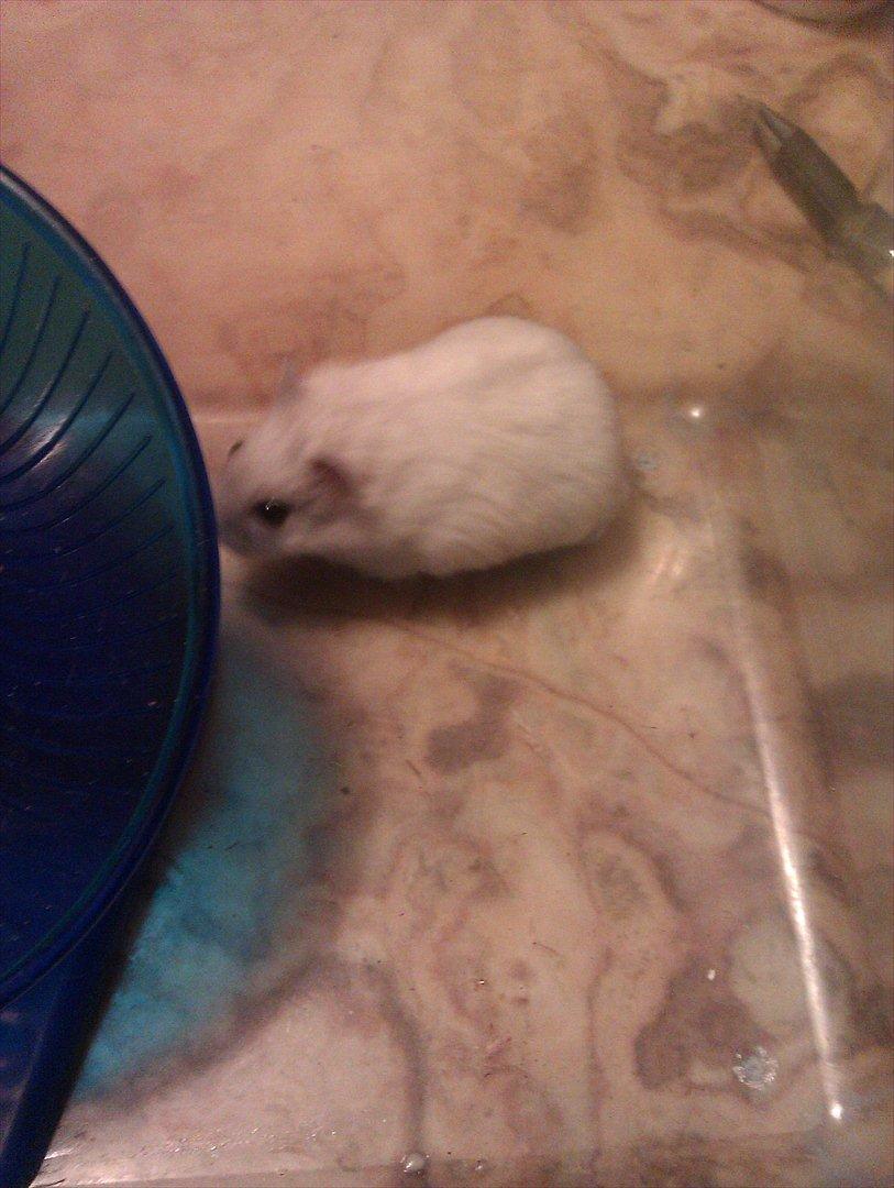 Dværghamster Snowie - Billede 10 billede 10