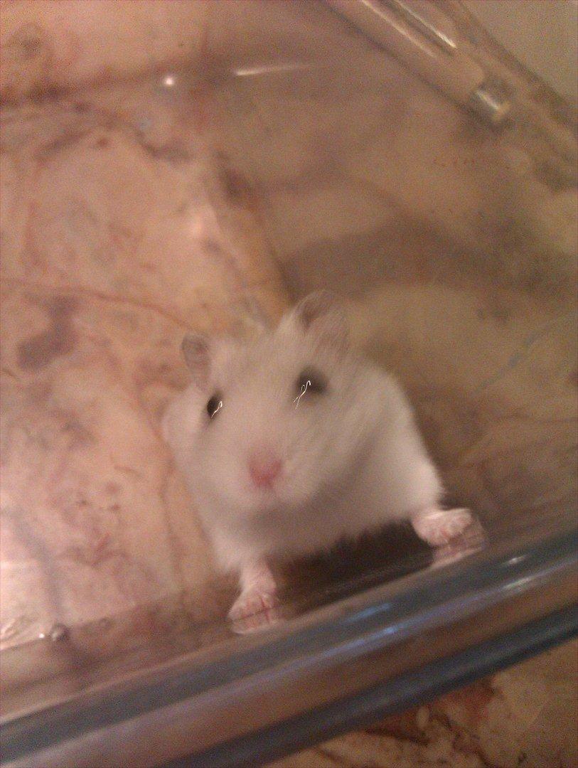 Dværghamster Snowie - Billede 11 billede 11