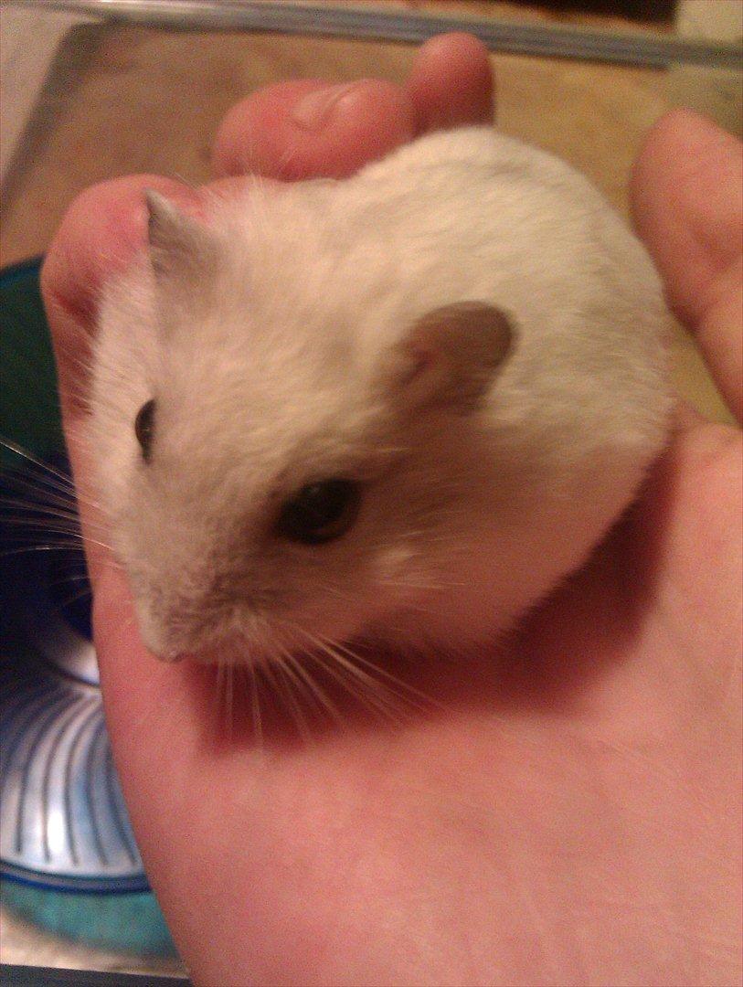 Dværghamster Snowie - Billede 12: Nusse dyret sidder i hånden :) billede 12
