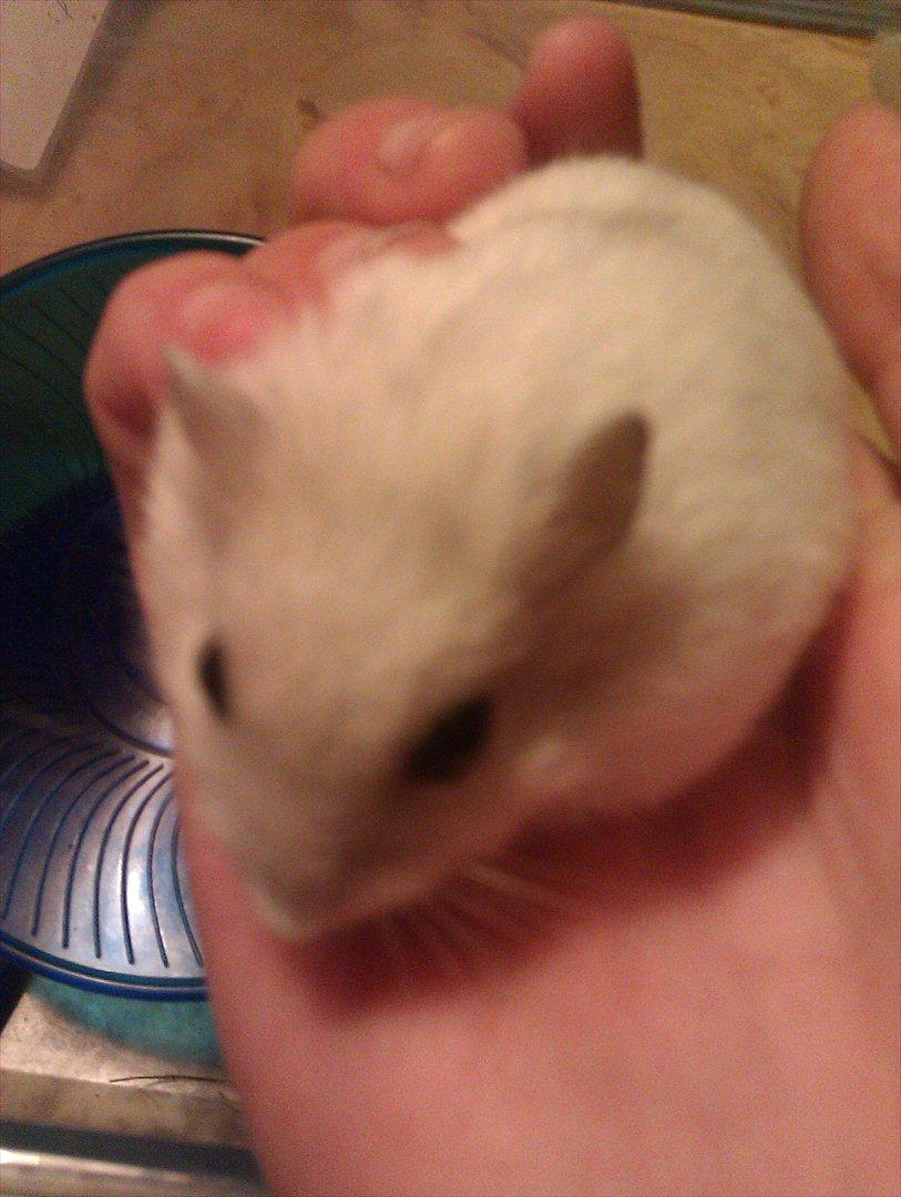 Dværghamster Snowie - Billede 13: Nusse dyret sidder i hånden :) billede 13