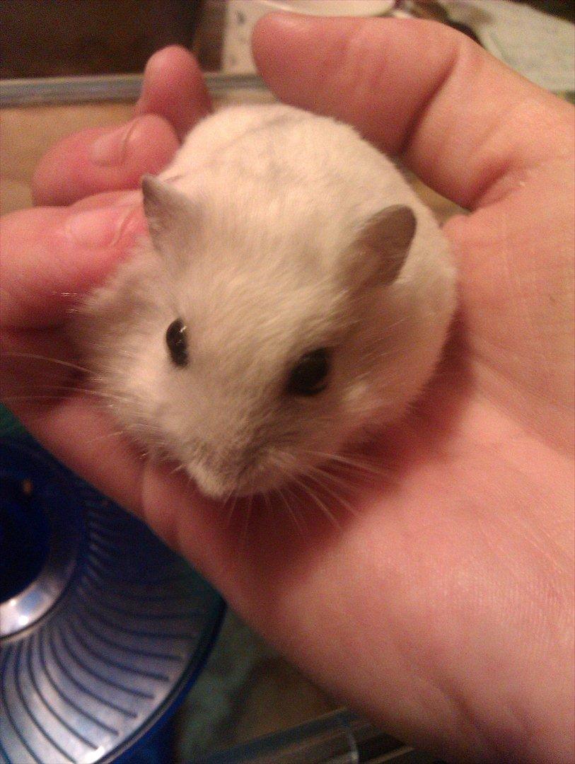Dværghamster Snowie - Billede 14: Nusse dyret sidder i hånden :) billede 14