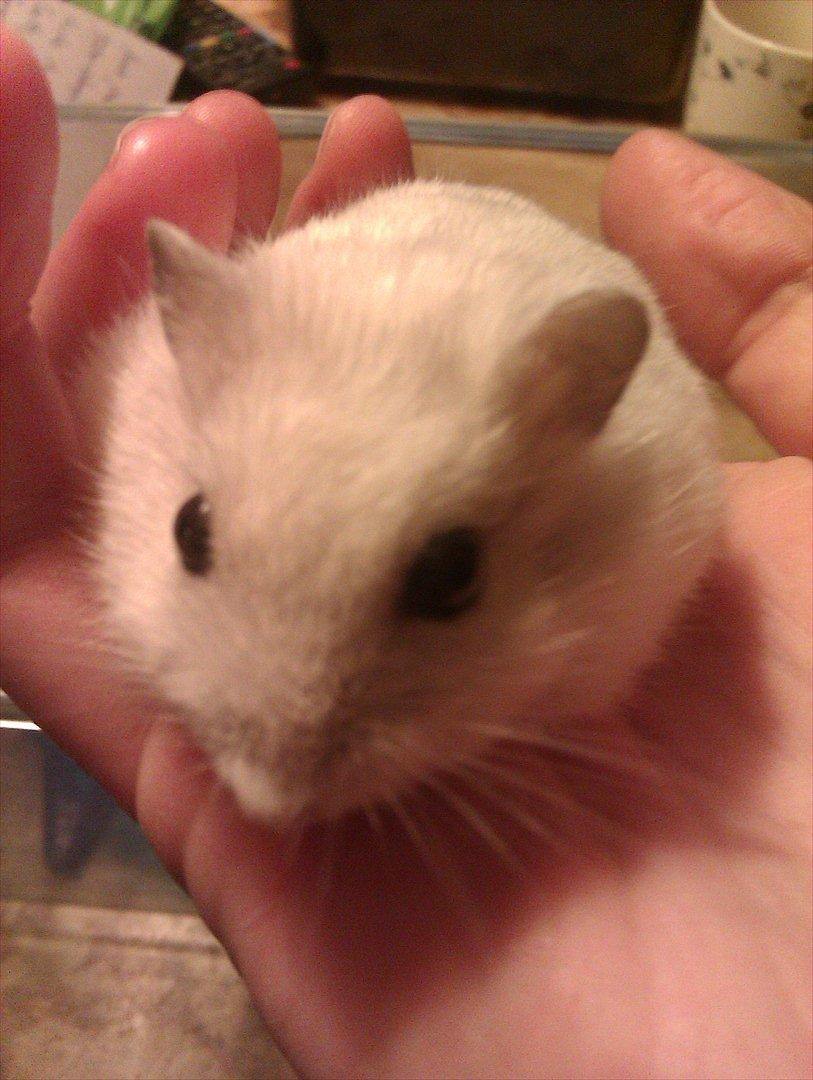 Dværghamster Snowie - Billede 15: Nusse dyret sidder i hånden :) billede 15