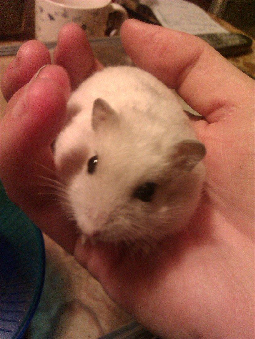 Dværghamster Snowie - Billede 16: Nusse dyret sidder i hånden :) billede 16