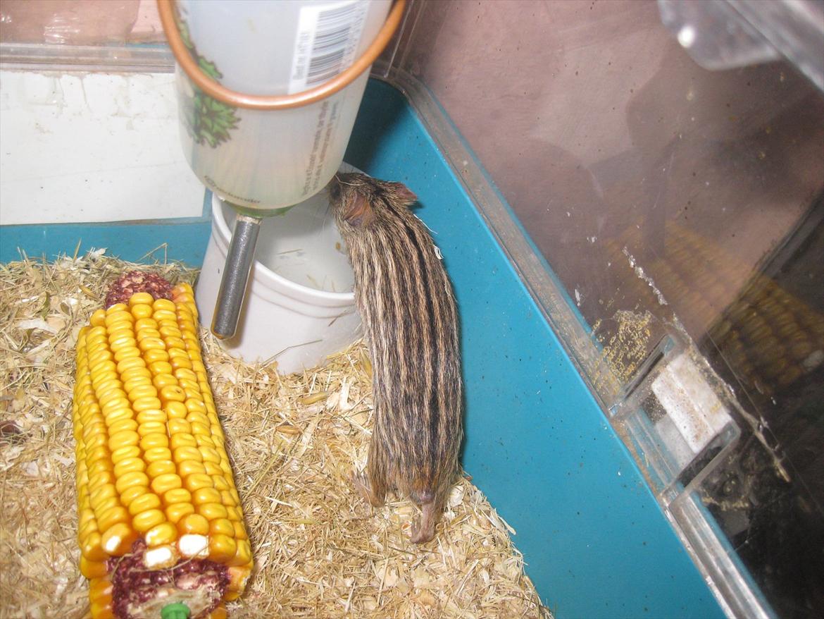 Zebramus Peter Haleløs billede 1