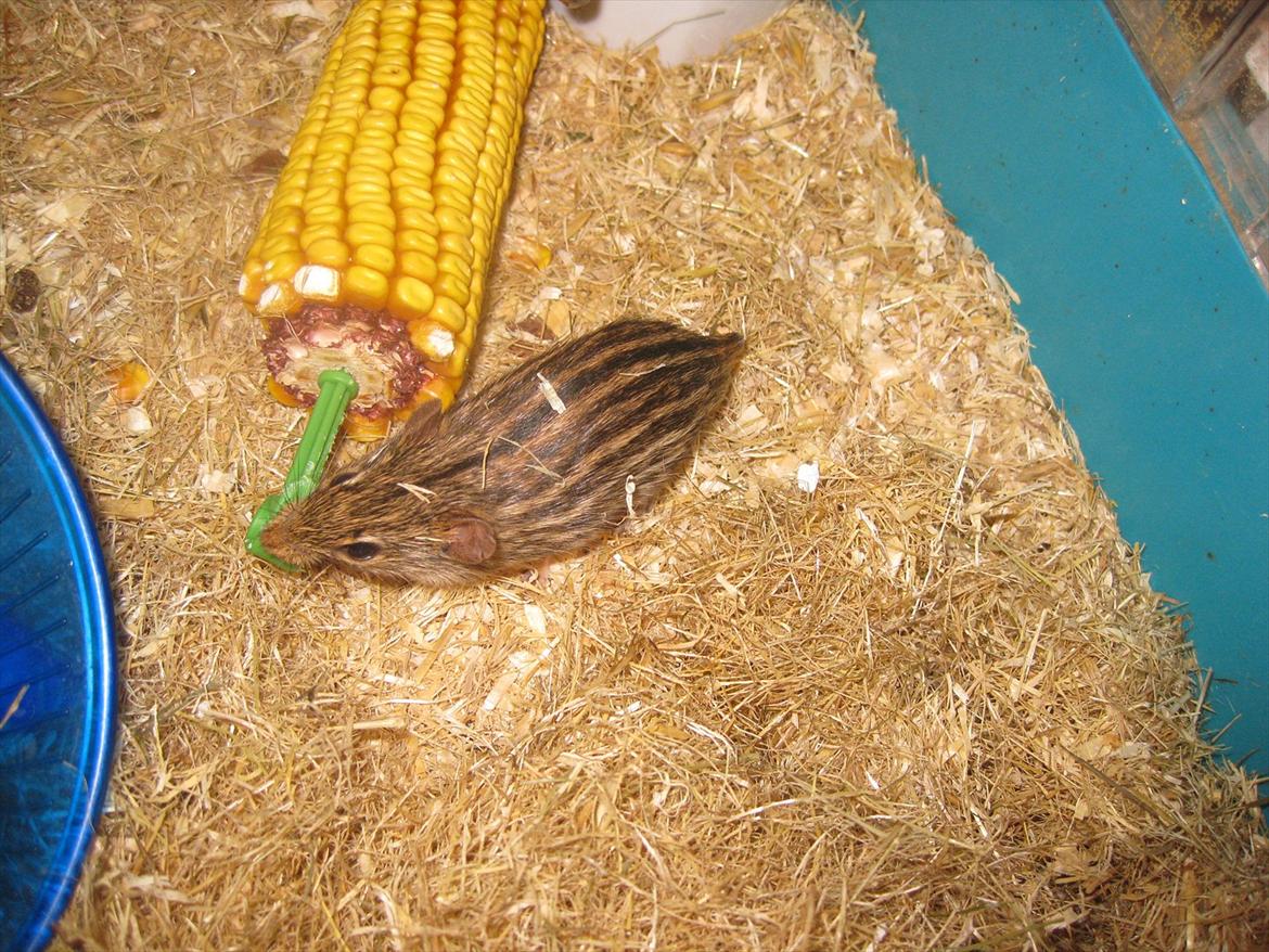 Zebramus Peter Haleløs billede 2